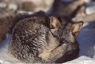 明年2月正式发售 《铁尾传奇2》上市日期宣传片欣赏