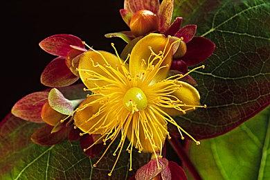 网传《艾尔登法环》PC配置或是假的 竟跟大镖客2一样？